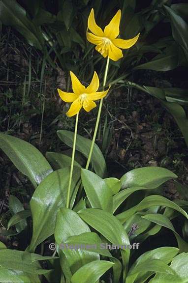 erythronium tuolumnense 2 graphic